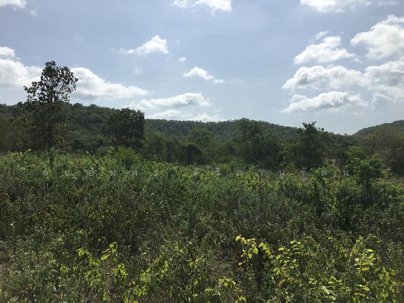 ทีดิน 13ไร่ ตรงข้าม BIG BOOM FARM ซอยหนองไผ่ หัวหิน น่าลงทุน, Prachuap Khiri Khan, 1049, Hin Lek Fai, Hua Hin, Prachuap Khiri Khan, , 21,196 sqm, Land For Sale, by คุณอัมพร ศิริภานุรัตน์, 60116979 - DDproperty.com