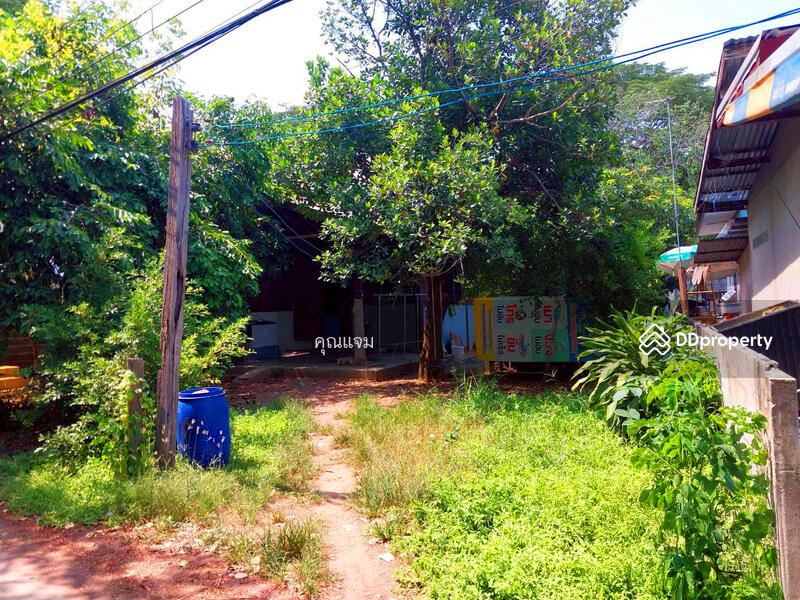 ขาย - ชุมชนบ้านป่าบง, นครราชสีมา