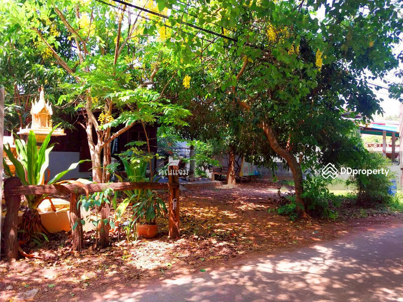 ขาย - ชุมชนบ้านป่าบง, นครราชสีมา