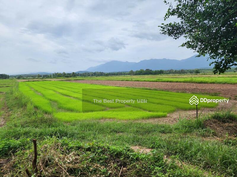For Sale - ที่ดินท่าจำปี พะเยา, Phayao