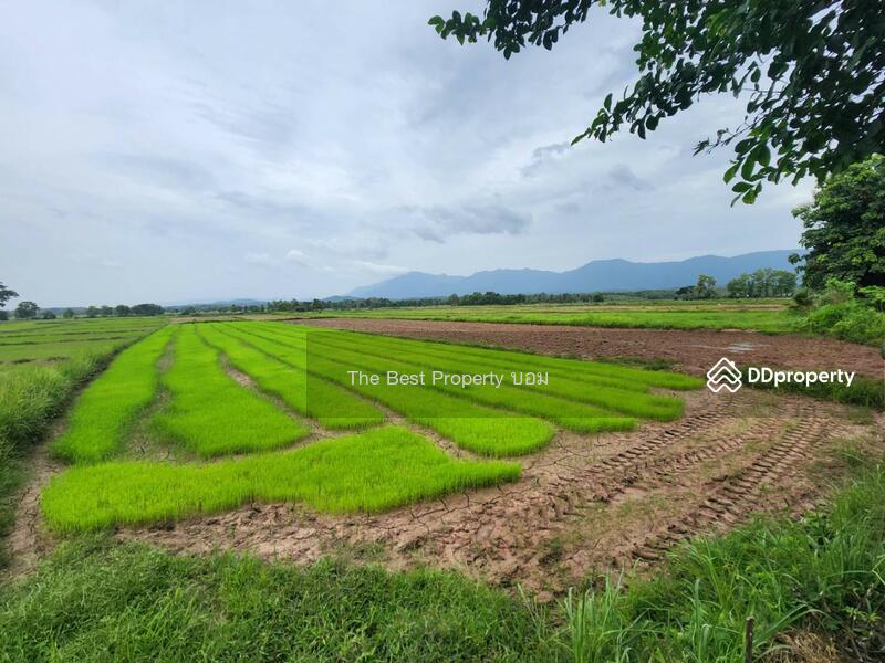 For Sale - ที่ดินท่าจำปี พะเยา, Phayao
