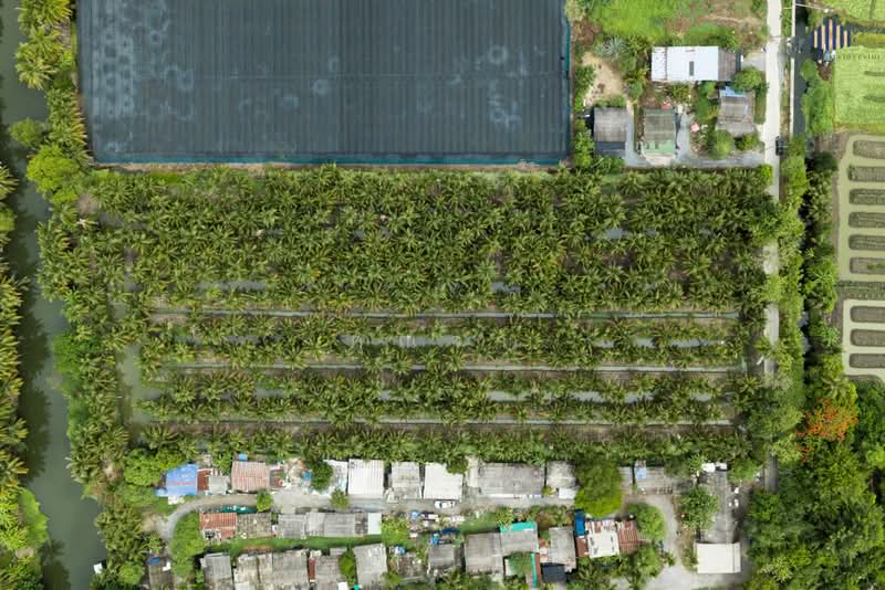 ขายด่วน! ที่ดินพร้อมสวนมะพร้าวบ้านแพ้วกว่า 8 ไร่! ราคาดี ในหนองนกไข่ กระทุ่มแบน สมุทรสาคร, Samut Sakhon, Nong Nok Khai, Krathum Baen, Samut Sakhon, , 13,698 sqm, Land For Sale, by คุณจา, 60123084 - DDproperty.com