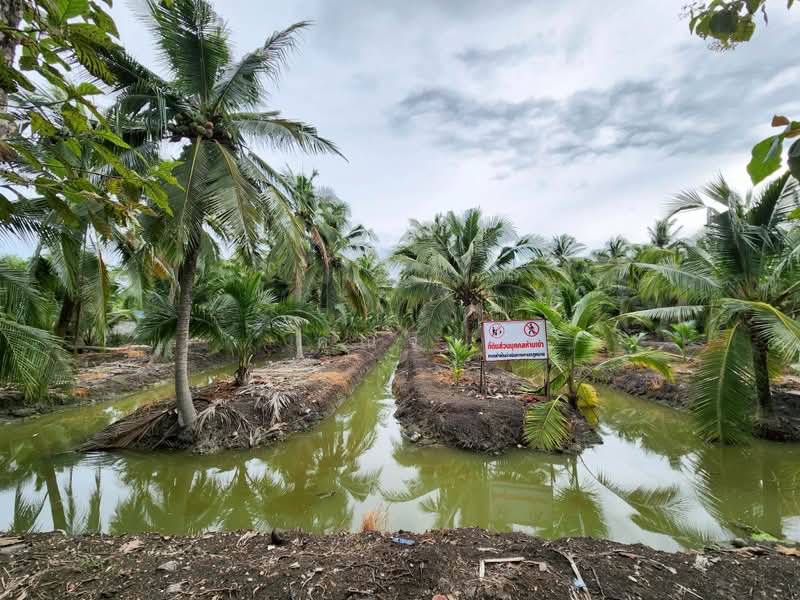 ขายด่วน! ที่ดินพร้อมสวนมะพร้าวบ้านแพ้วกว่า 8 ไร่! ราคาดี ในหนองนกไข่ กระทุ่มแบน สมุทรสาคร, Samut Sakhon, Nong Nok Khai, Krathum Baen, Samut Sakhon, , 13,698 sqm, Land For Sale, by คุณจา, 60123084 - DDproperty.com