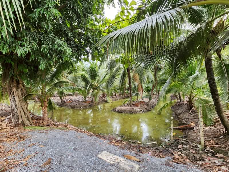 ขายด่วน! ที่ดินพร้อมสวนมะพร้าวบ้านแพ้วกว่า 8 ไร่! ราคาดี ในหนองนกไข่ กระทุ่มแบน สมุทรสาคร, Samut Sakhon, Nong Nok Khai, Krathum Baen, Samut Sakhon, , 13,698 sqm, Land For Sale, by คุณจา, 60123084 - DDproperty.com
