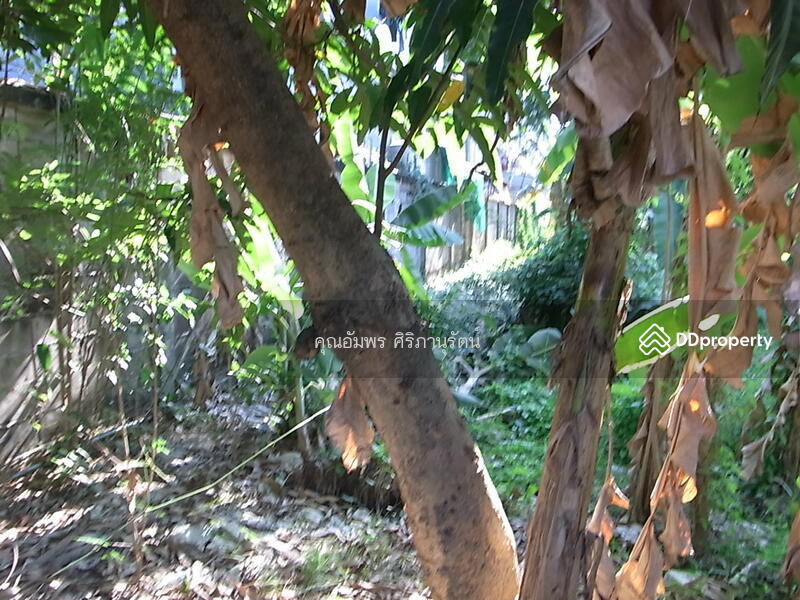 ให้เช่า - ให้เช่าที่ดินสวนผักซอย4 ตลิ่งชัน กรุงเทพฯ, กรุงเทพ