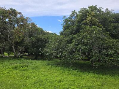 ขาย - ขายที่ดินเปล่า สันทราย Orchard, ที่ดินหนองหาร, ที่ดินสันทราย, ที่ดินใกล้เทศบาลเมืองแม่โจ้, เชียงใหม่