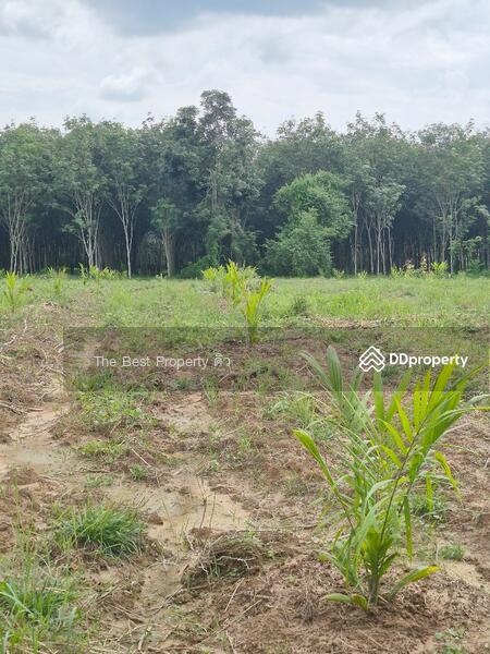 For Sale - ที่ดินเวียงสระ สุราษฎร์ธานี, Surat Thani