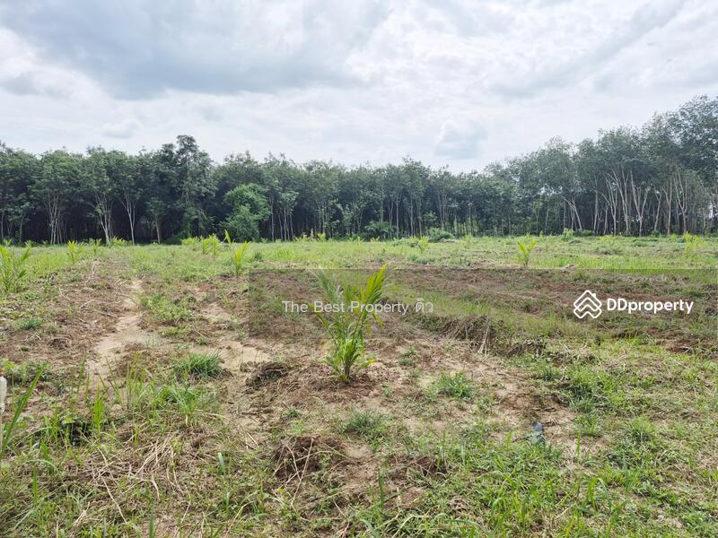 For Sale - ที่ดินเวียงสระ สุราษฎร์ธานี, Surat Thani