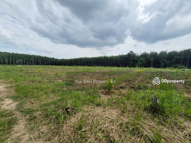 For Sale - ที่ดินเวียงสระ สุราษฎร์ธานี, Surat Thani