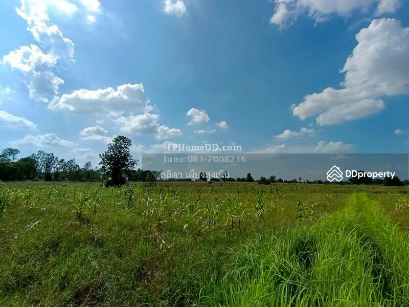 For Sale - Land for sale 28 rai, 3 ngan Ban Nong Kok, Nakhon Ratchasima