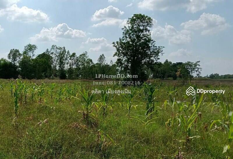 For Sale - Land for sale 28 rai, 3 ngan Ban Nong Kok, Nakhon Ratchasima