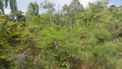 ขาย - ขายที่ดินเปล่า 2 ไร่ อำเภอเมือง จังหวัดชัยภูมิ, ชัยภูมิ