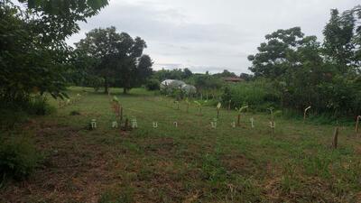 ขาย - ขายที่ดินเปล่า 4-3-64 ไร่ อำเภอนากลาง จังหวัดหนองบัวลำภู, หนองบัวลำภู