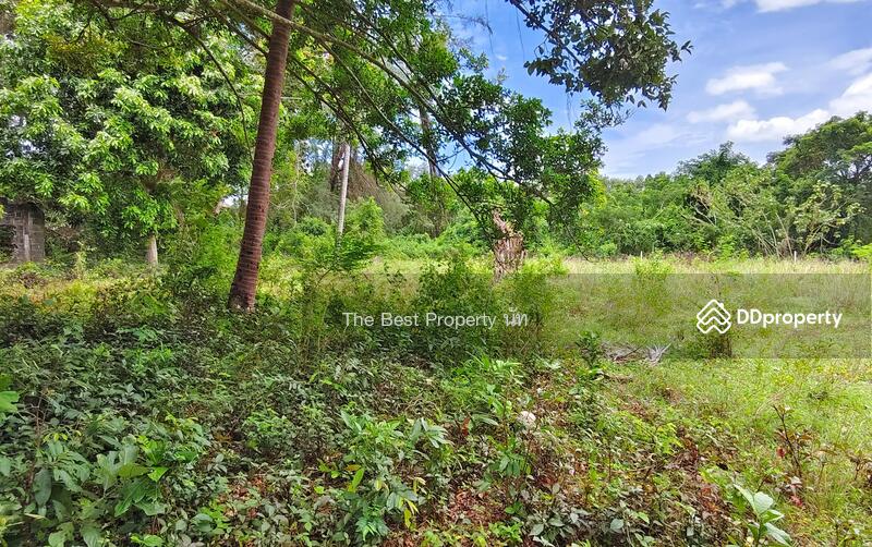ขาย - ที่ดินท่าศาลา นครศรีธรรมราช, นครศรีธรรมราช