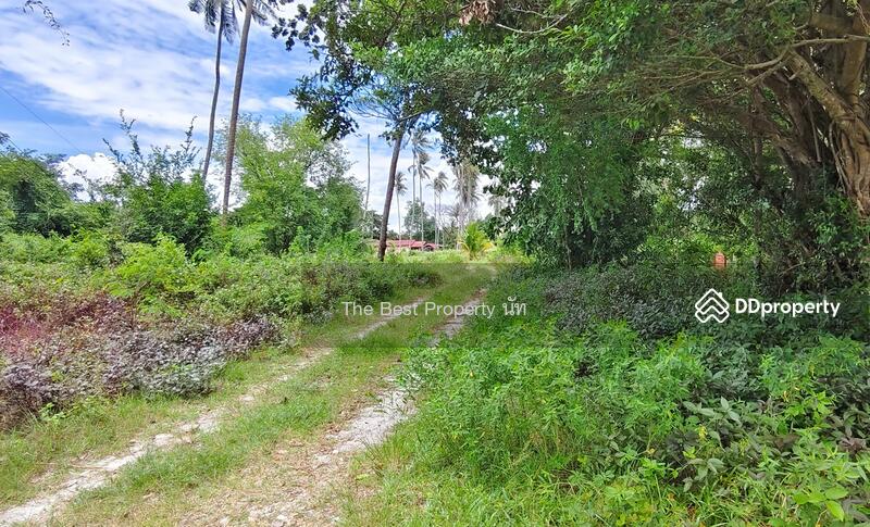 ขาย - ที่ดินท่าศาลา นครศรีธรรมราช, นครศรีธรรมราช