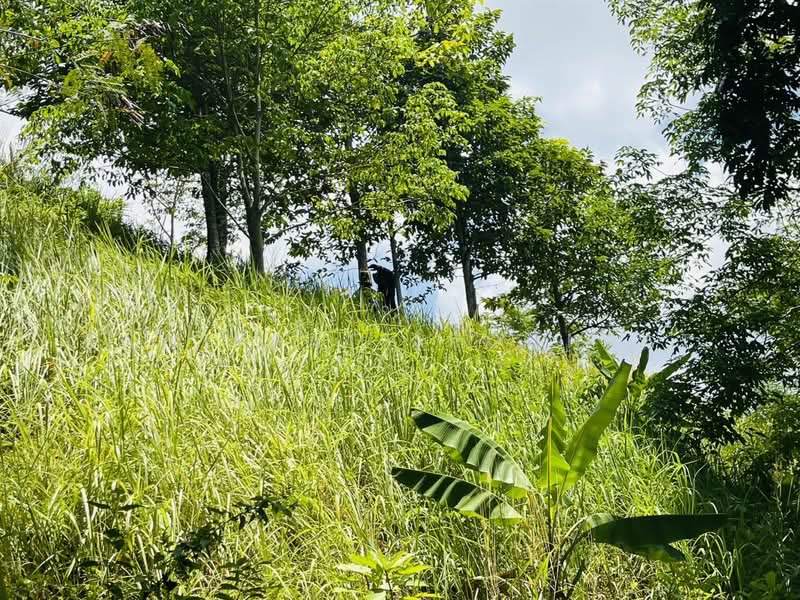 Option To Buy - Phuket, Phuket