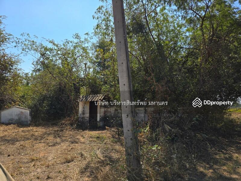 For Sale - Farm land 50 Rai. Chondan,Phetchboon, Phetchabun