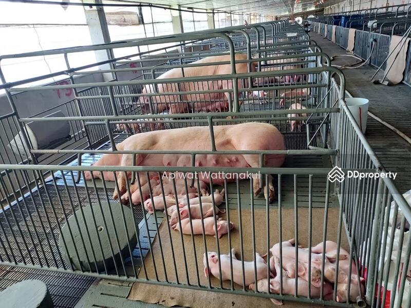 ขาย - จอมบึงฟาร์มหมู, ราชบุรี