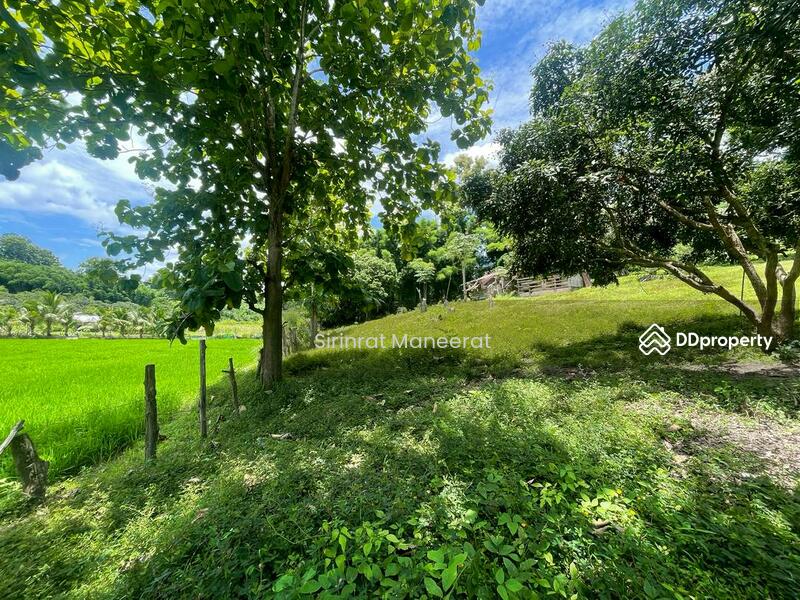For Sale - ขายดินเปล่า บรรยากาศนอกเมืองบนพื้นที่ เกือบ 12 ไร่ ตั้งอยู่ที่ อ.แม่ริม เชียงใหม่ ภาคเหนือของประเทศ, Chiang Mai