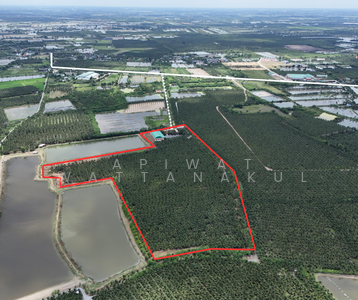 ขาย - สวนมะพร้าวพร้อมโกดัง, ราชบุรี