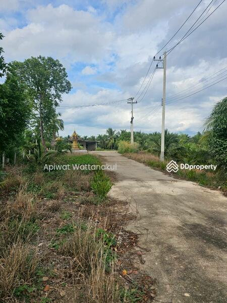 For Sale - Coconut Farm Business with Warehouse, Ratchaburi