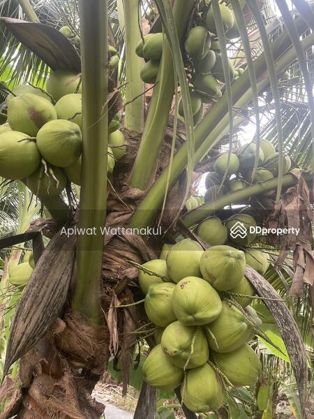 For Sale - Coconut Farm Business with Warehouse, Ratchaburi