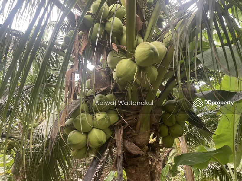 For Sale - Coconut Farm Business with Warehouse, Ratchaburi
