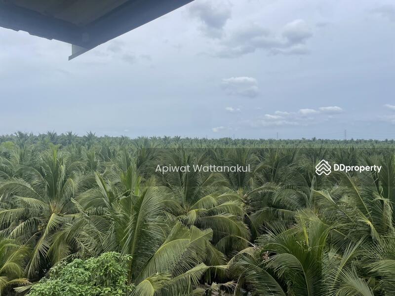 For Sale - Coconut Farm Business with Warehouse, Ratchaburi
