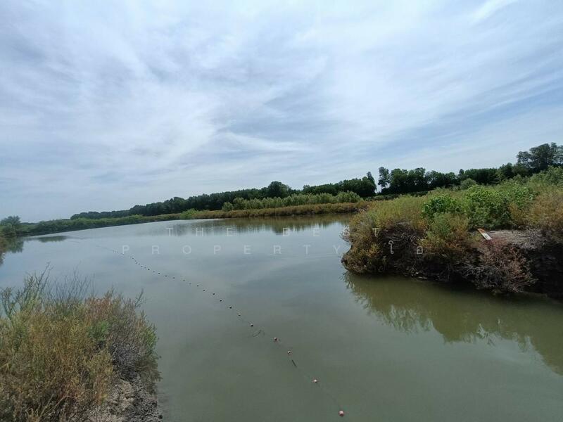 ขาย - ที่ดินบางแก้ว สมุทรสงคราม, สมุทรสงคราม