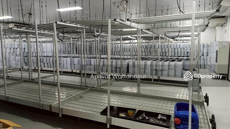 For Sale - Cannabis Indoor Grow Operation, Phetchaburi
