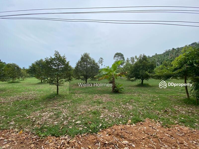 ขาย - Land in Bangpor, koh samui, สุราษฎร์ธานี
