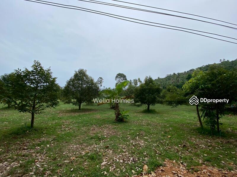 ขาย - Land in Bangpor, koh samui, สุราษฎร์ธานี