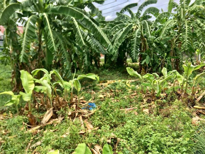 ขาย/เช่า ที่ดินบางเขน ถนนเทพรักษ์ แปลงมุม ติดถนน 2 ฝั่ง ใกล้ถนนพหลโยธิน, กรุงเทพ, เทพรักษ์, ท่าแร้ง, บางเขน, กรุงเทพ, 740 ตร.ม., ที่ดิน ขาย, โดย ฟารีดา ไทปทาน, 60148411 - DDproperty.com