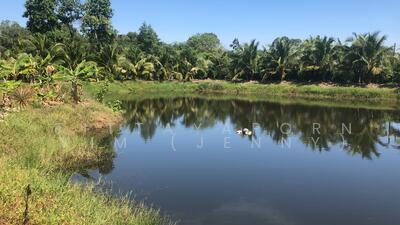 ขาย - ขายที่ดิน สวนผลไม้ ทุเรียน มะปราง มะยงชิด มะพร้าว พร้อมผลผลิต เนื้อที่ 4 ไร่ 3 งาน 62.6 ตรว ราคา 1, ระยอง
