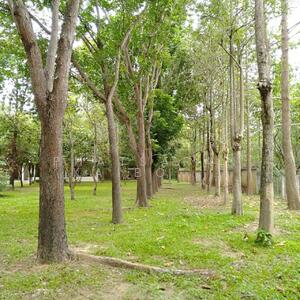 ขาย - ที่ดินลำพูน แปลงใหญ่พร้อมต้นไม้เศรษฐกิจ, ลำพูน