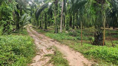 ขาย - ขายที่ดินสวนยางพารา 3-2-88 ไร่ ติดภูเขาพาง ต.หาดพันไกร อ.เมืองชุมพร จ.ชุมพร, ชุมพร