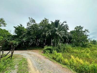ขาย - ที่ดินเปล่า พร้อมสวนไผ่ นครนายก, นครนายก
