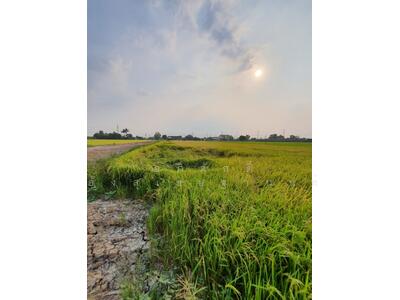 ขาย - ขายด่วนที่ดิน4ไร่ ถนนบ้านกล้วย-ไทรน้อย, นนทบุรี
