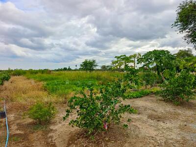 ขาย - ขายที่ดินเปล่าพร้อมบ้านชั้นเดียว เนื้อที่ 1-3-71.9 ไร่ โฉนดครุฑแดง ต.โพธิ์พระยา อ.เมืองสุพรรณบุรี, สุพรรณบุรี