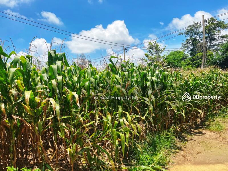 For Sale - ที่ดินมโนรมย์ ชัยนาท, Chai Nat