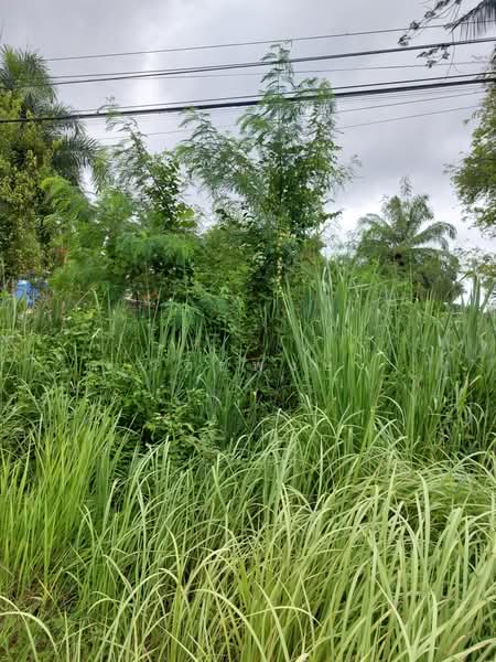 ที่ดิน อำเภออ่าวลึก จังหวัดกระบี่, Krabi, อ่าวลึก-แหลมสัก, Ao Luk Tai, Ao Luk, Krabi, , 3,372 sqm, Land For Sale, by วัชรพงษ์, 60158952 - DDproperty.com