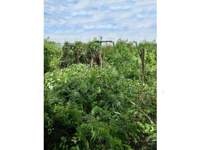 ขาย - ที่ดินพระสมุทรเจดีย์ สมุทรปราการ, สมุทรปราการ