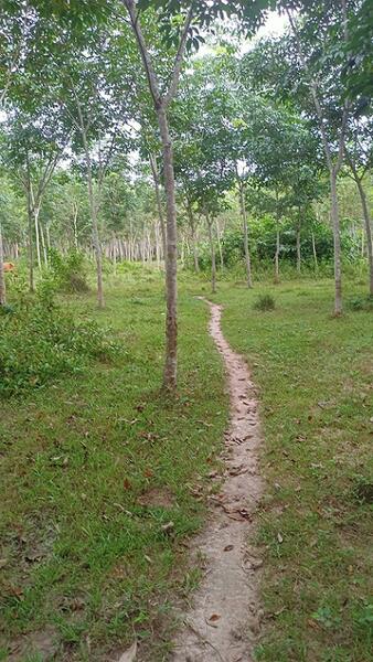 ถนน บ้านบ่อทอง-บ้านสวนโอน ตำบล เปียน อำเภอ สะบ้าย้อย จังหวัด สงขลา, Songkhla, ถนน บ้านบ่อทอง-บ้านสวนโอน, Pian, Saba Yoi, Songkhla, , 10,980 sqm, Land For Sale, by วันวิสา, 60161128 - DDproperty.com