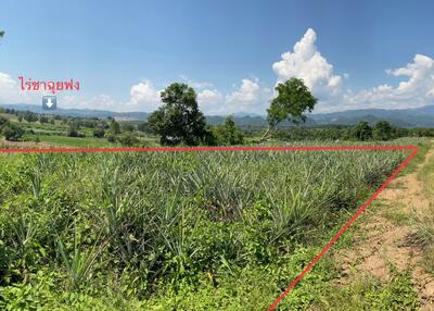 ขาย - ที่ดินแม่จัน เชียงราย, เชียงราย