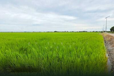 ขาย - ที่ดินเปล่า 11-1-24 ไร่ คลองนิยมยาตรา บางบ่อ, สมุทรปราการ