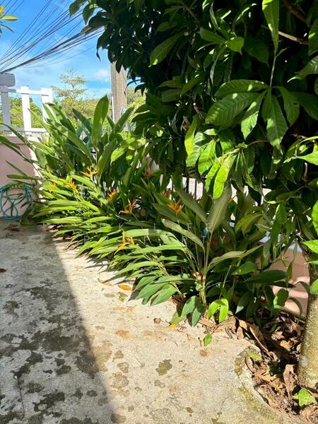 12R0511 This house for rent 2 bedroom 2 bathroom 30,000/month at thalang have fully furnished, Phuket, Thep Krasattri, Thalang, Phuket, 2 Bedrooms, 112 sqm, Single Detached House For Rent, by PK LIFE Property, 60164990 - DDproperty.com