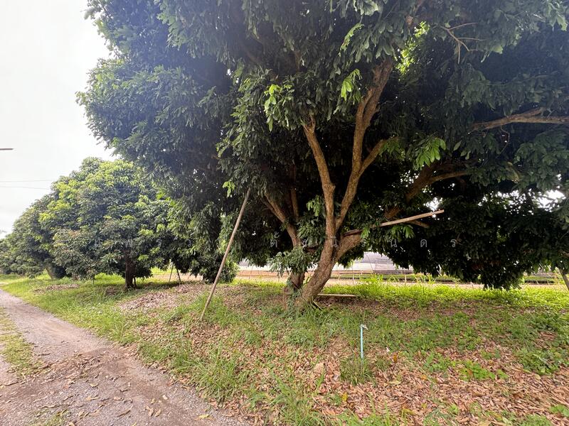 ที่ดินสวนลำไย 35 ไร่ 3 งาน 12 ตร.วา แม่แฝกใหม่ เชียงใหม่, Chiang Mai, Mae Phaek Mai, San Sai, Chiang Mai, , 57,248 sqm, Land For Sale, by แพรวา ตั้งนิรันดร, 60167899 - DDproperty.com
