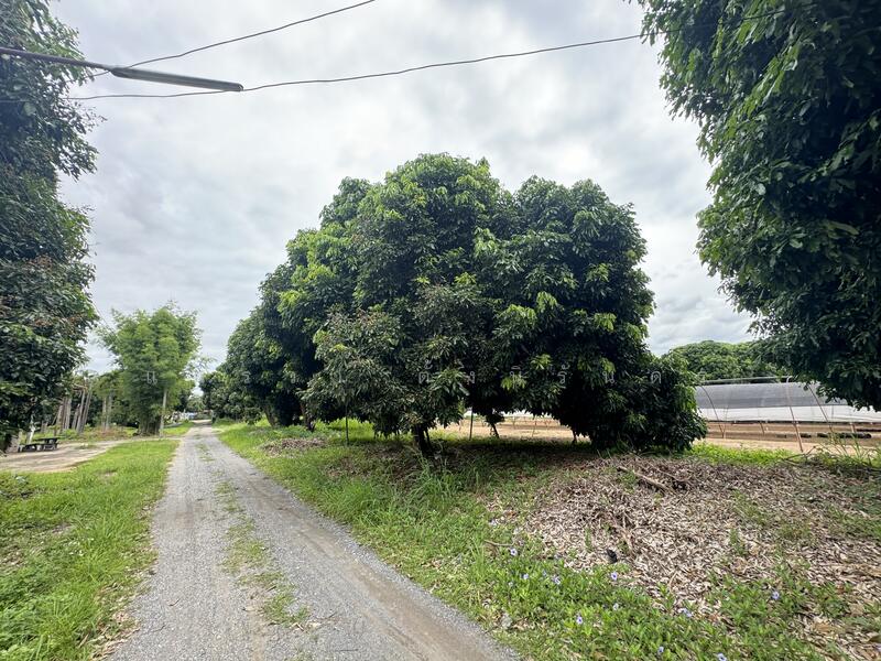ที่ดินสวนลำไย 35 ไร่ 3 งาน 12 ตร.วา แม่แฝกใหม่ เชียงใหม่, Chiang Mai, Mae Phaek Mai, San Sai, Chiang Mai, , 57,248 sqm, Land For Sale, by แพรวา ตั้งนิรันดร, 60167899 - DDproperty.com