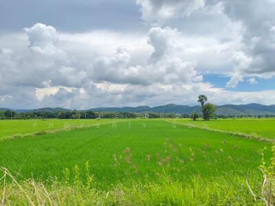 ขาย - ที่ดินทองแสนขัน อุตรดิตถ์, อุตรดิตถ์
