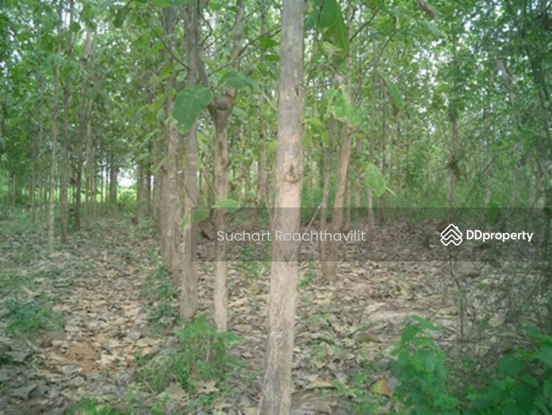 ขาย - ขายที่ดิน น.ส.3ก 266-1-30 ไร่ ต.ด่านมะขามเตี้ย กาญจนบุรี, กาญจนบุรี